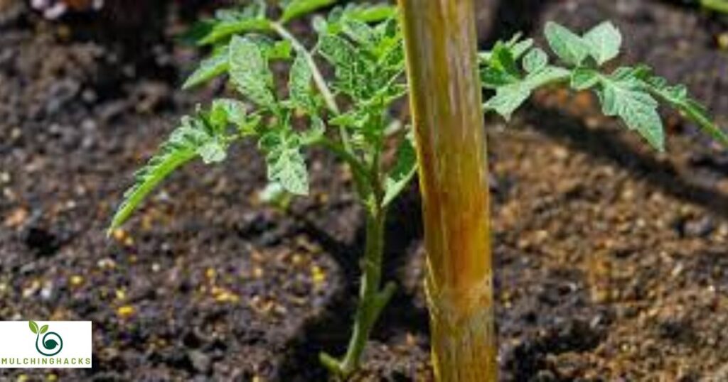 Are wood chips good for tomato plants?
