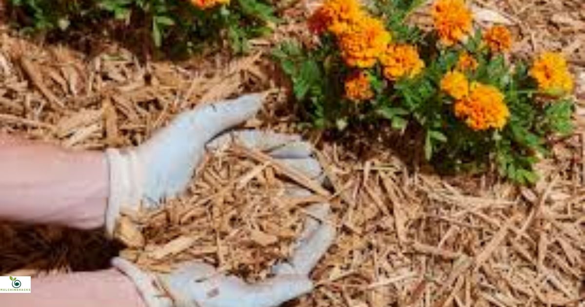 Can I Use Pine Shaving As Mulch?