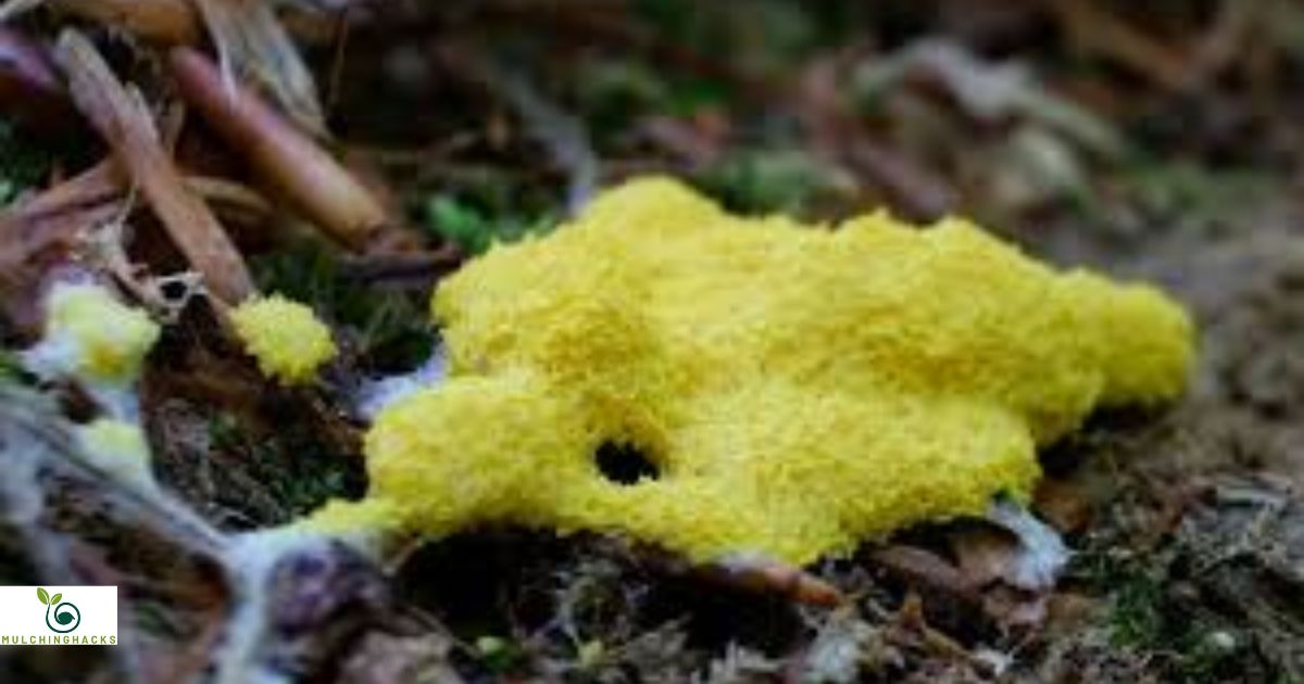 How to get rid of yellow fungus on mulch