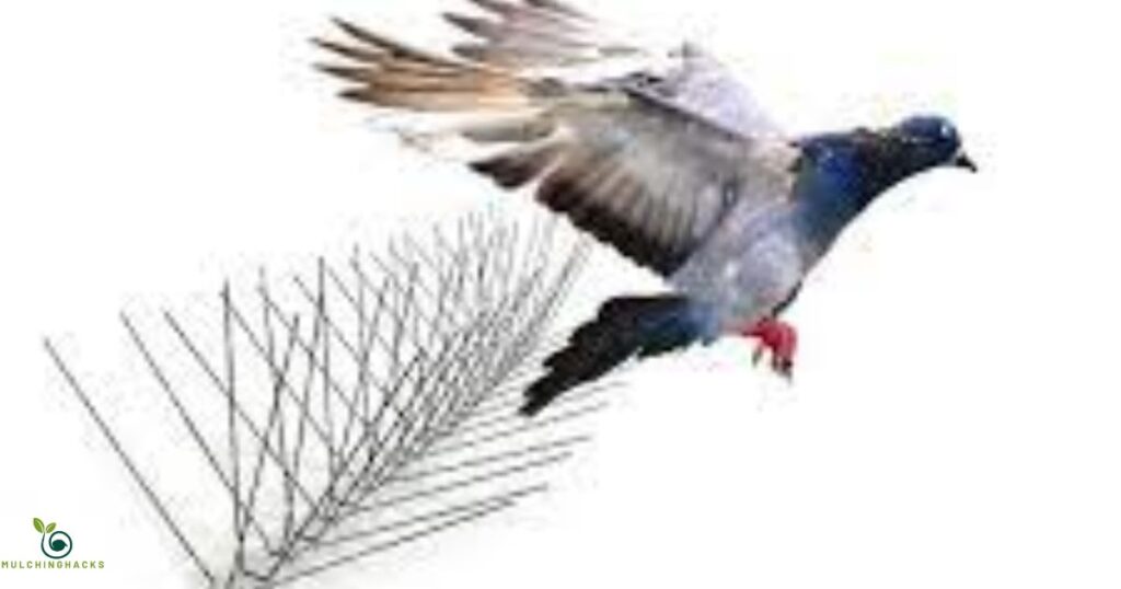 Physical Barriers to Deter Birds