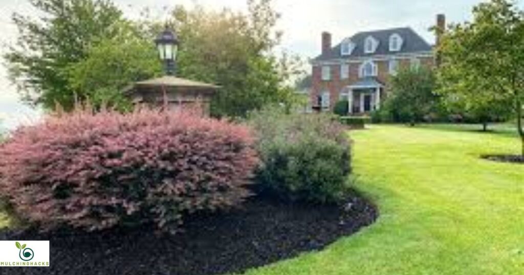 Use Mulch Dyes and Color Renewal Products
