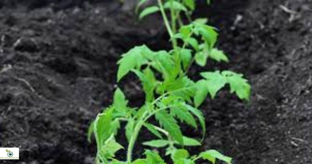 What kind of mulch is best for tomatoes?