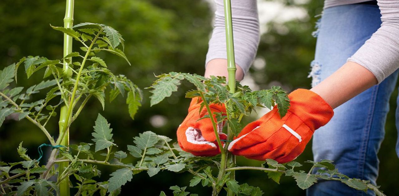 What Is The Best Mulch For Tomatoes?