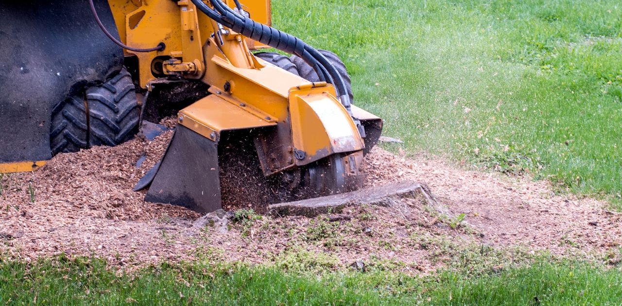What To Do With Mulch After Stump Grinding