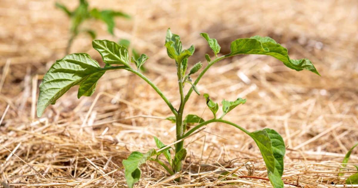 Benefits of Mulching for Tomato Plants