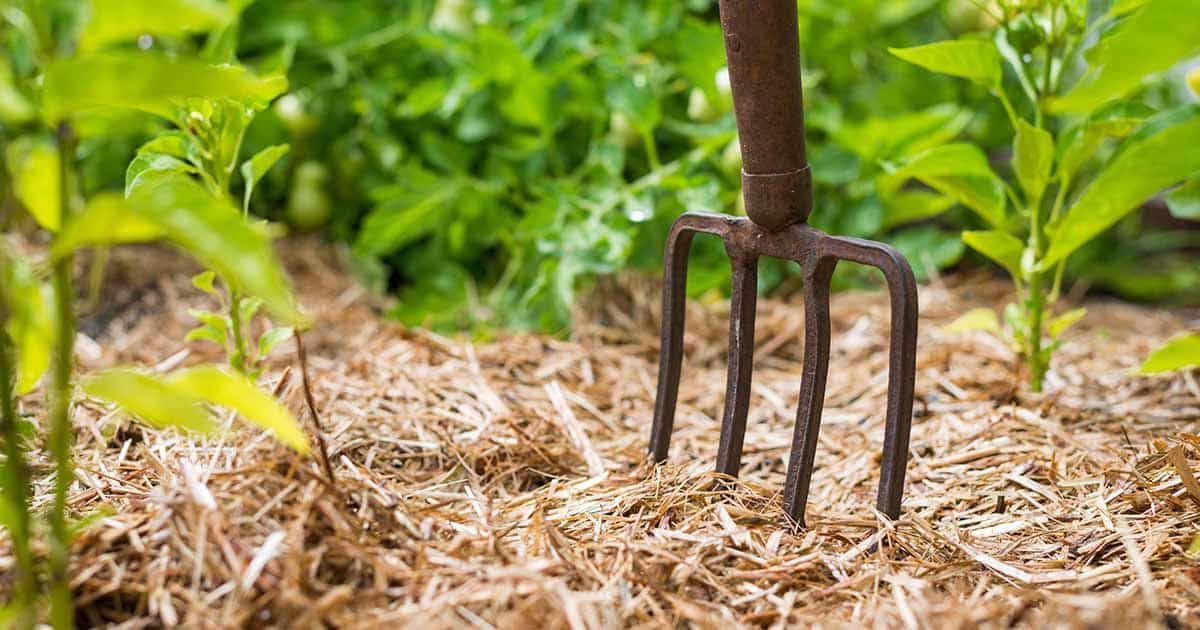 Benefits of Using Pine Straw Mulch
