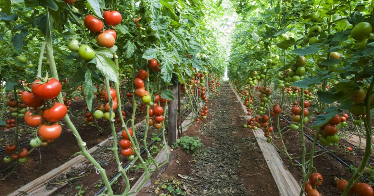 Final Thoughts on Mulching Tomato Plants