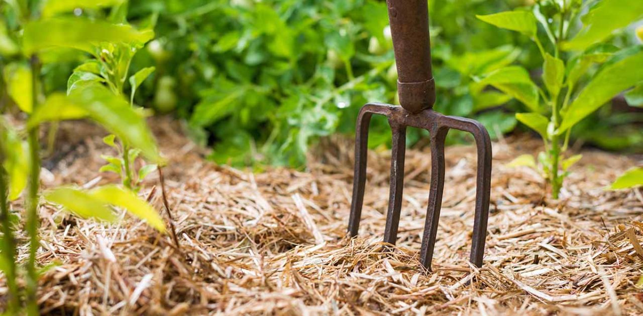 How a Mulch Plug Improves Garden Health