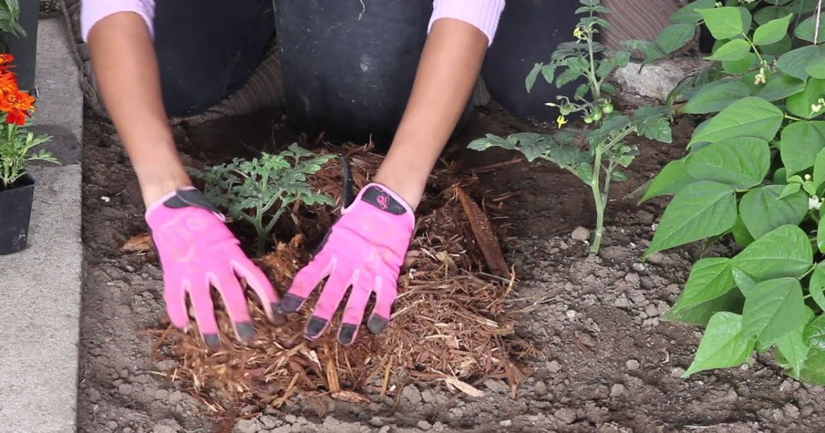 How to Apply Mulch to Tomato Plants