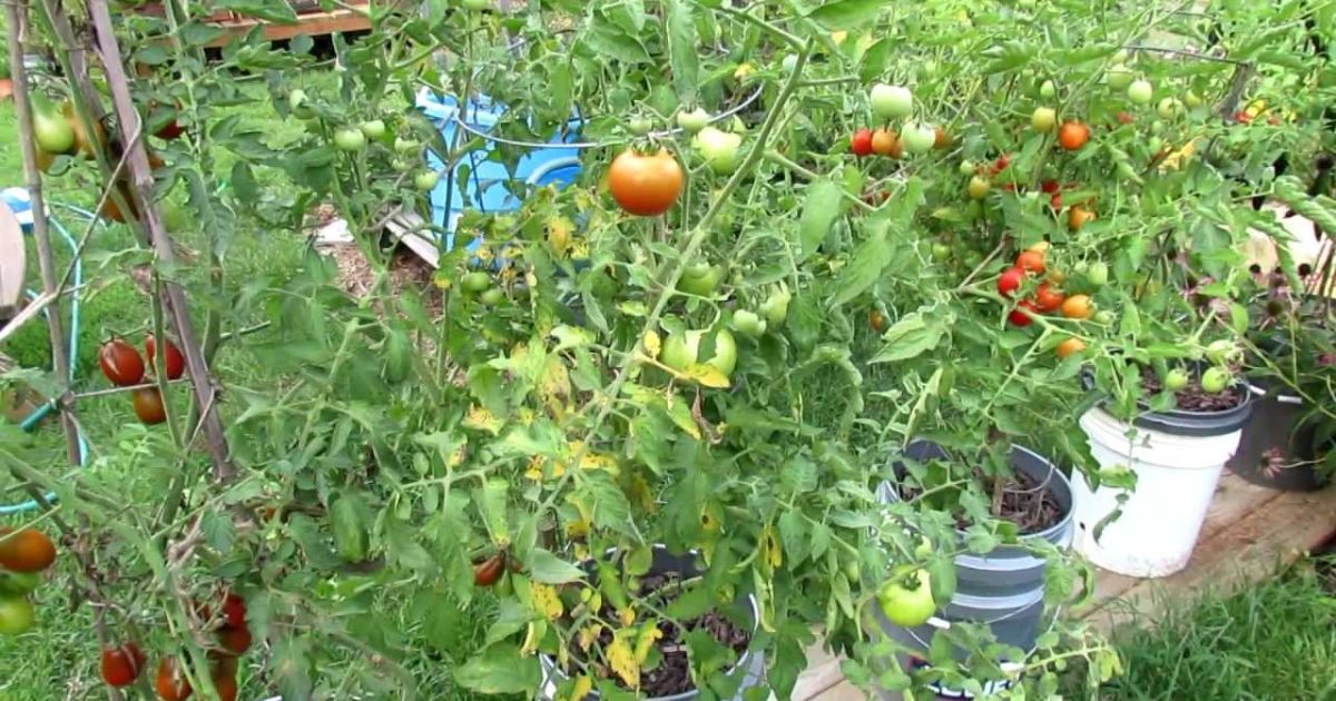 Maintaining Mulch for Healthy Tomato Plants
