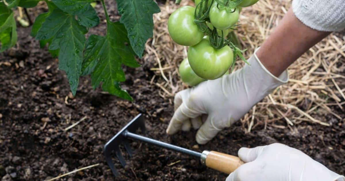 Potential Drawbacks of Mulching Tomato Plants