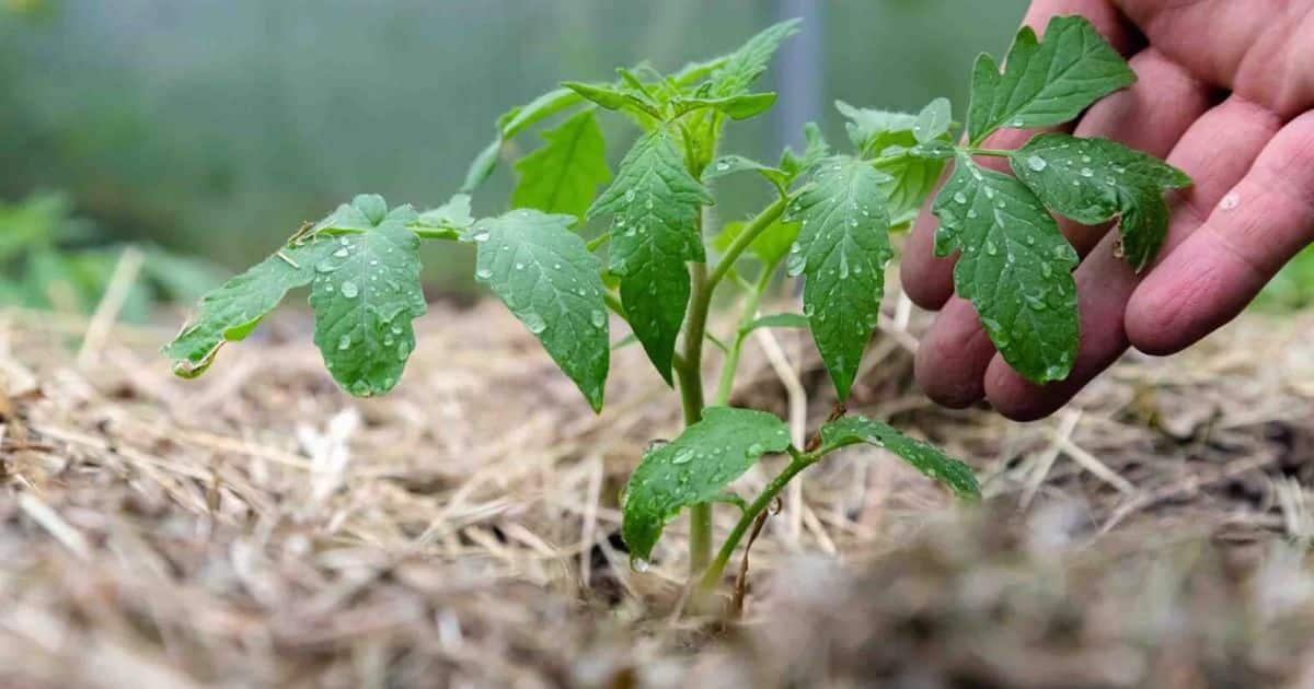 Should You Put Mulch Around Your Tomato Plants?